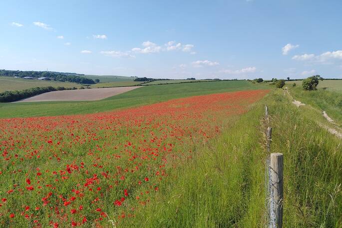 Walk through poppies