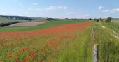Walk through poppies