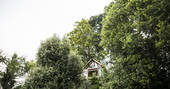 Looking up at Uplands Treehouse in the trees, Wrington, Bristol