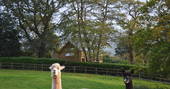 Uplands Treehouse curious alpacas, Wrington, Bristol