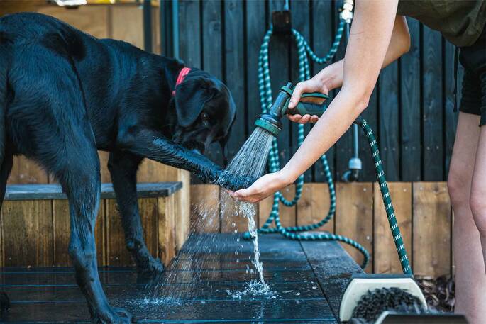 Hose available for dogs