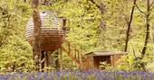 Lost Meadow Treepod treehouse and the bluebells, Broom Park Farm, Bodmin, Cornwall