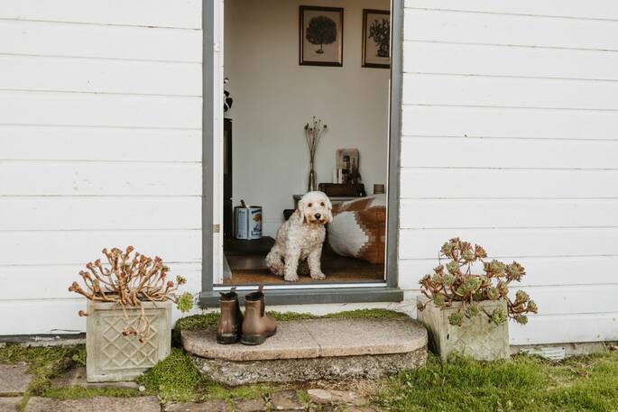 Dog in doorway 