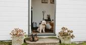 Dog in doorway 