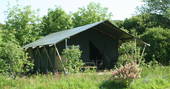 Mabbs, Safari Tent among the trees and flowers in St Just, Cornwall 