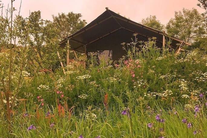 Mabbs safari tent wild flowers, St Just, Cornwall, England