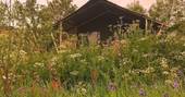 Mabbs safari tent wild flowers, St Just, Cornwall, England