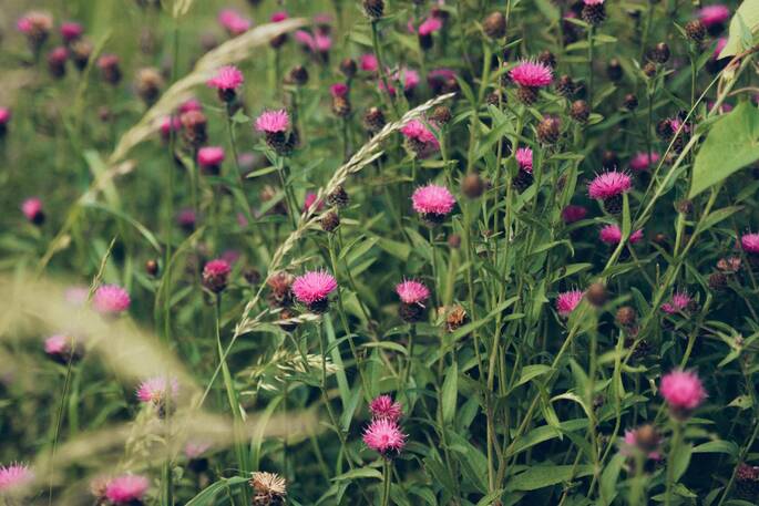 8 - Meadow