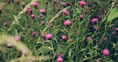 8 - Meadow