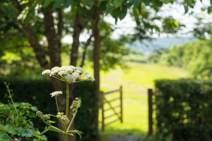 A summer scene at Lombard Farm in Cornwall