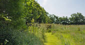 Sunny fields at Lombard Farm, Cornwall