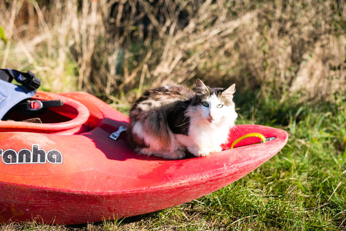 Cat sat on the end of a kayak at Mill Valley in Cornwall