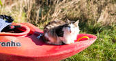 Cat sat on the end of a kayak at Mill Valley in Cornwall