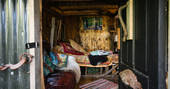 The Stumpy Hobbit interior with bed and living tree growing in the middle of the cosy cabin in Cornwall