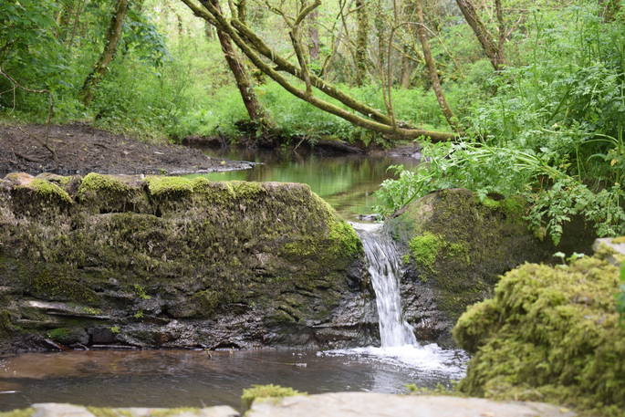 The woodland river at Mill Valley in Cornwall