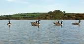 canadian geese the lake birdwatching bodmin moor cornwall