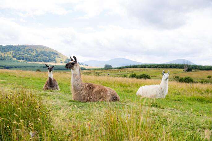 Llamas and Alpaca activities