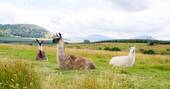 Llamas and Alpaca activities