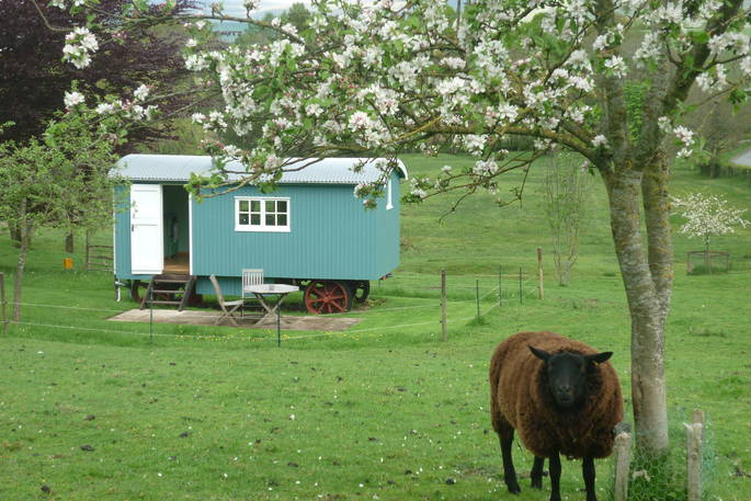 A sheep neighbour and view of Whistle Wood Wagon, Cumbria.