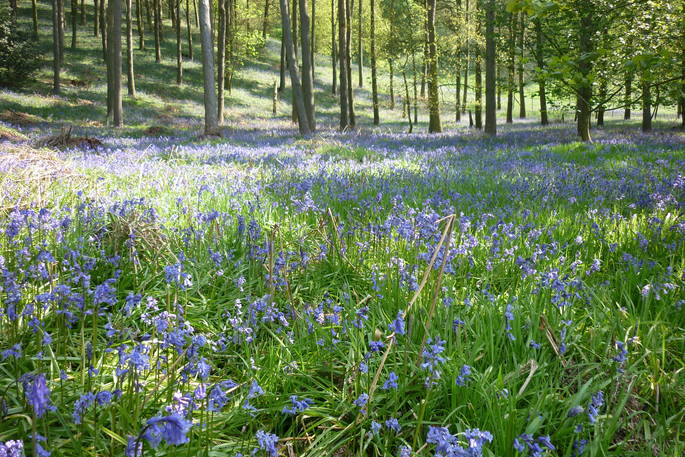 Bluebells in the woods at Whistle Wood Wagon, Brampton Mill, Cumbria