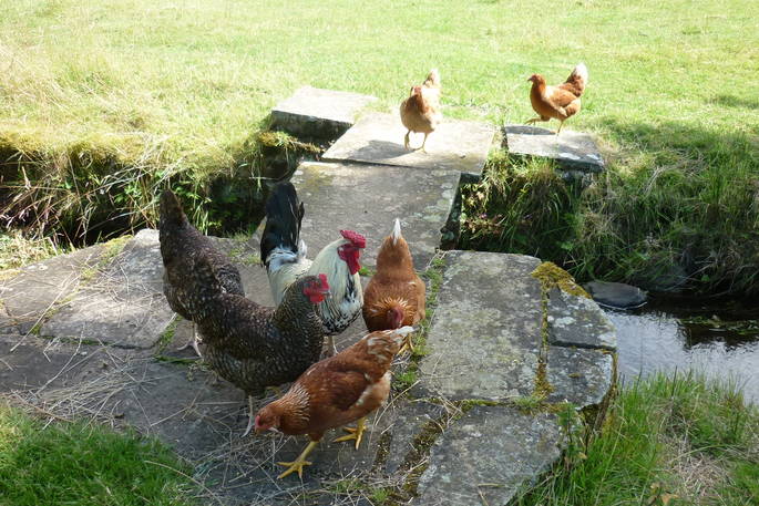 Chickens Crossing at Whistle Wood Wagon, Brampton Mill, Cumbria