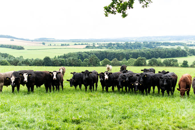 A cluster of curious cows at The Bothy at High Barn in Cumbria