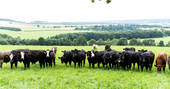 A cluster of curious cows at The Bothy at High Barn in Cumbria
