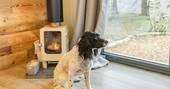 Merlin, The Lost Cabins dog admiring the view while getting warm with the wood burner, Edenhall Estate, Penrith, Cumbria