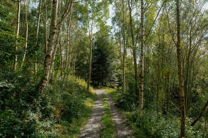 Path through the woods