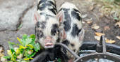 Cute piglets having a drink at Fairfield, Acorn Farm