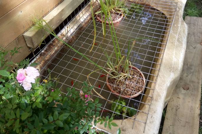 Gorgeous pink flowers at Acorn Farm in Devon