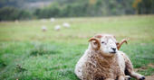 Sheep relaxing on the grass at Acorn Farm in Devon