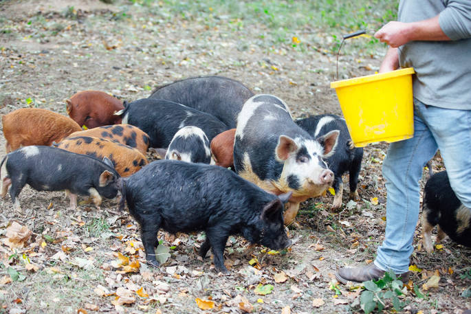 Cute piglets being fed at Acorn Farm in Devon
