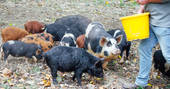 Cute piglets being fed at Acorn Farm in Devon