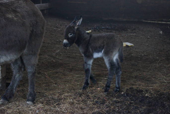 a-baby-donkey-at-berridon-farm-in-devon_1024_wide