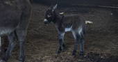 a-baby-donkey-at-berridon-farm-in-devon_1024_wide