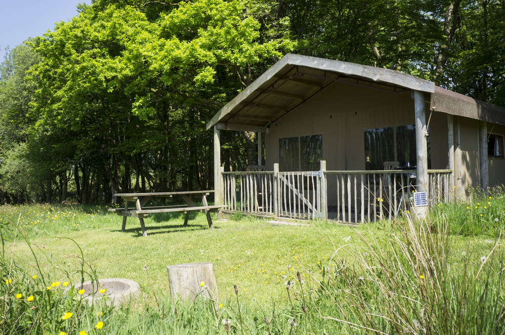 Hartland Cabin in Devon Canopy & Stars