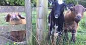 Goats and a pig - meet the animals at Berridon Farm, Devon