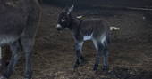 Meet the animals - donkeys at Berridon Farm, Devon