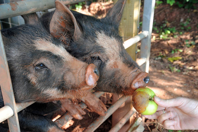 Explore Browncombe Luxury Glamping in Devon and meet and feed the pigs