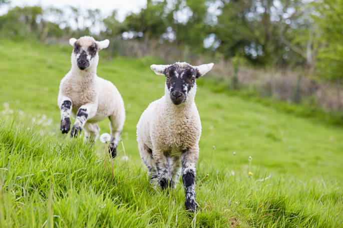 The resident lambs at Brownscombe in Devon
