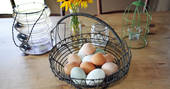 Brownscombe chicken's eggs