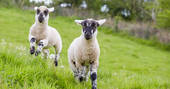 The gorgeous lambs frolicking in the field next to Yealm, Brownscombe in Devon