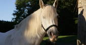 Handsome white horse at Devon Yurt