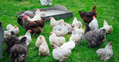 Free range chickens at Devon Yurt in Devon