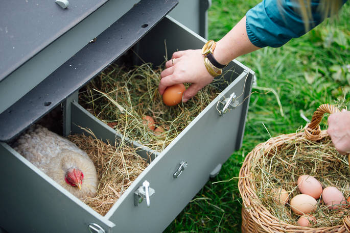 Owner picking up eggs from his chickens at Devon Yurt