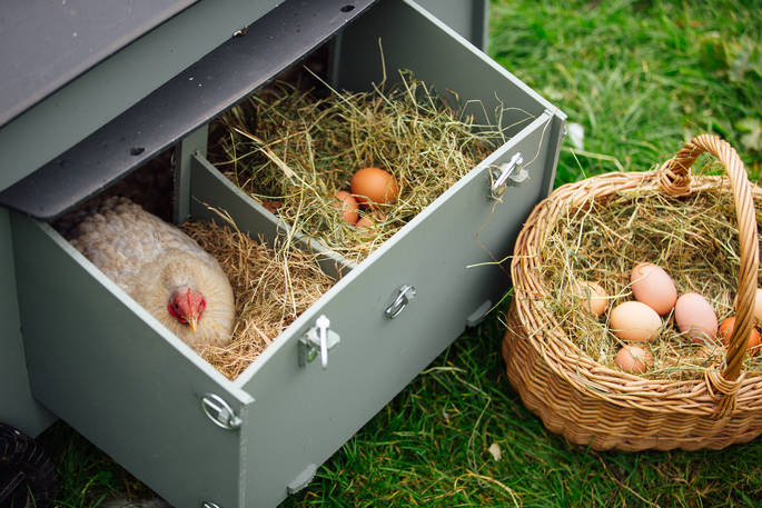 Collecting chicken eggs at Devon Yurt farm 