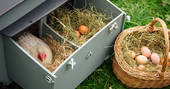 Collecting chicken eggs at Devon Yurt farm 