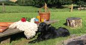 Cute black labrador relaxing at the dog-friendly Little Links Yurt in Devon