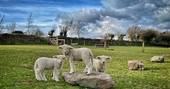 Little Links yurt lambs, Lifton. Devon
